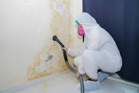 Mold Odor Removal Services in Lincoln Park, CO